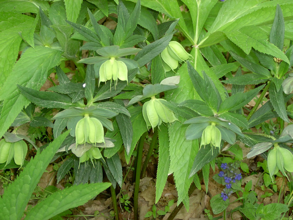  Image name: elleboro verde4.jpg 
 width: 600 pixel 
 height: 450 pixel 
 Size: 158811 bytes 
 Click to enlarge 